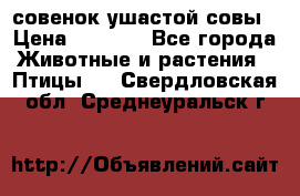 совенок ушастой совы › Цена ­ 5 000 - Все города Животные и растения » Птицы   . Свердловская обл.,Среднеуральск г.